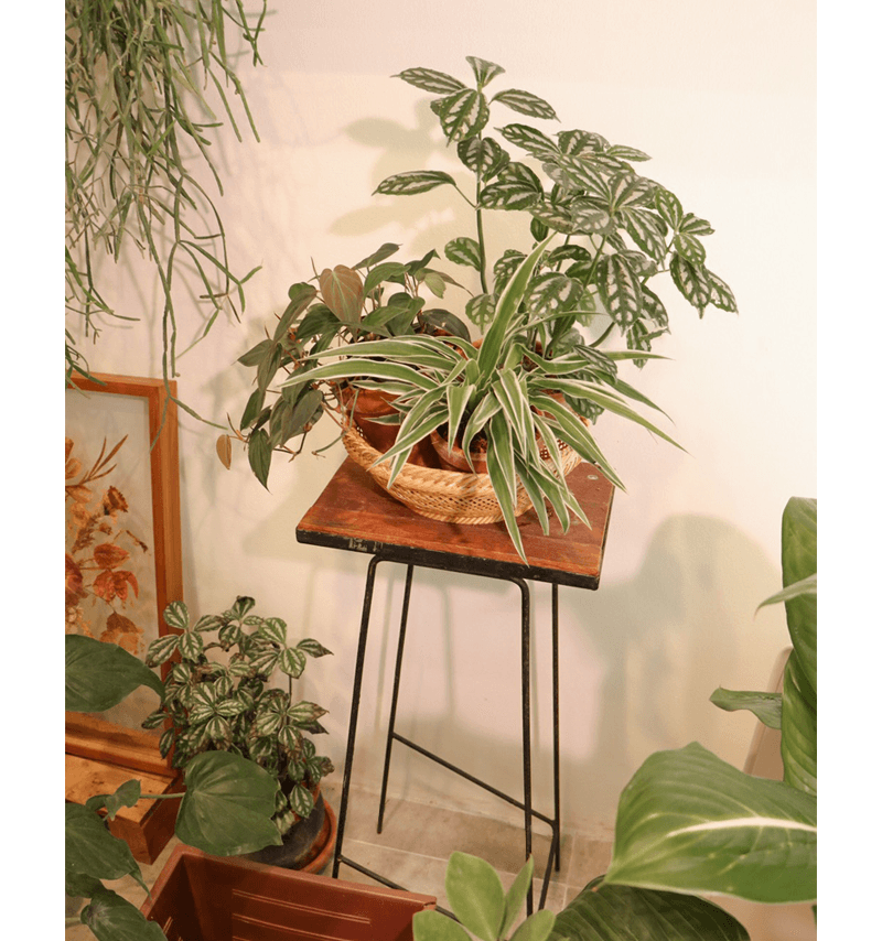 Plant Basket