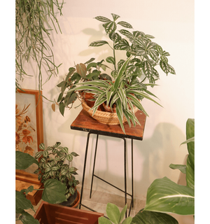 Plant Basket
