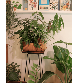 Plant Basket