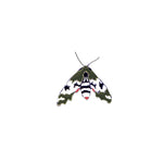 Pandorus Sphinx Moth